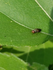 Tetanops luridipennis