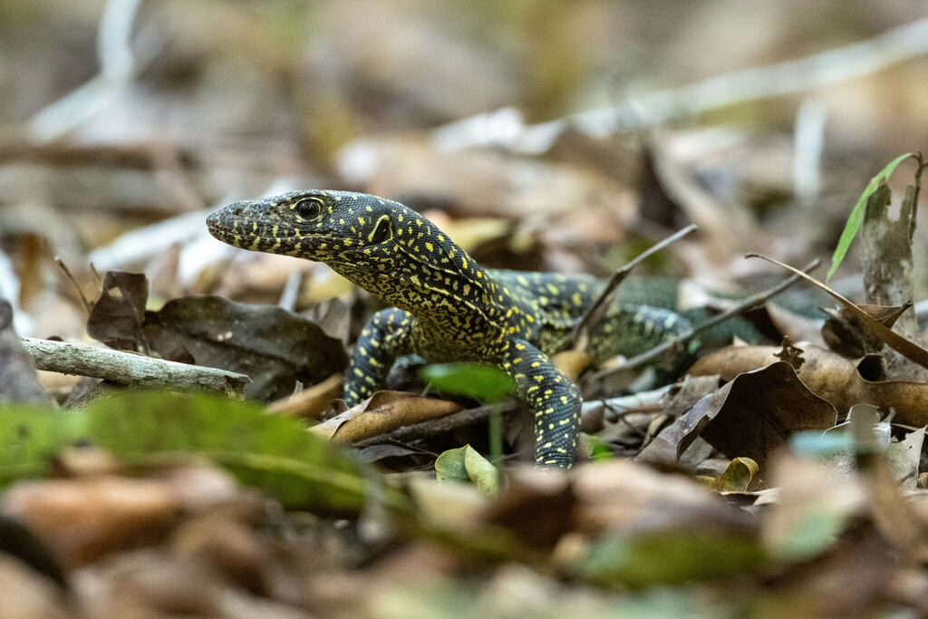 Bluetail Monitor