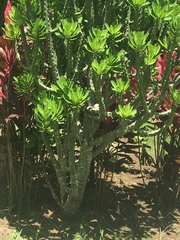 Euphorbia lactea