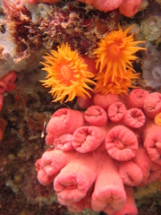 Tubastraea coccinea