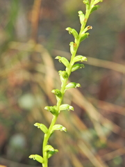 Small-flowered Onion Orchid (Microtis parviflora)