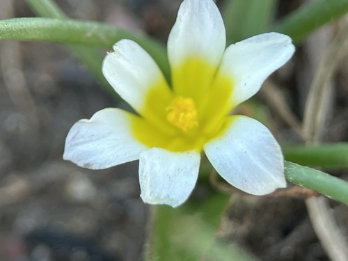 Image of Moraea albiflora by (c) Charleen Brunke, some rights reserved (CC BY)