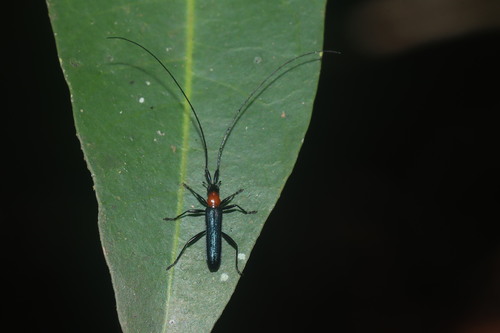 Nethinius ernesti