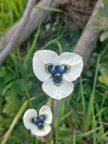 Image of Moraea anastasia by (c) Brian du Preez, some rights reserved (CC BY-SA)