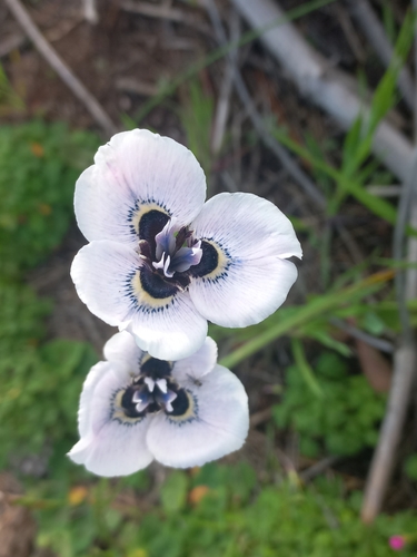 Image of Moraea anastasia by (c) Brian du Preez, some rights reserved (CC BY-SA)