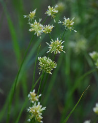 Juncus chlorocephalus