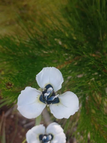 Image of Moraea anastasia by (c) Brian du Preez, some rights reserved (CC BY-SA)