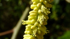 Stryphnodendron pulcherrimum