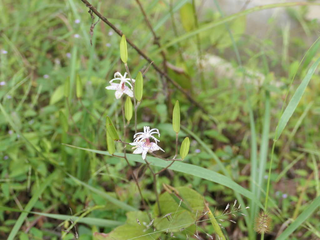 Tricyrtis chinensis