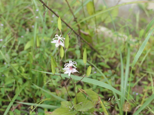 Tricyrtis chinensis