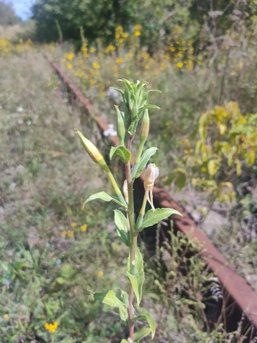 Oenothera villosa iNat (1)