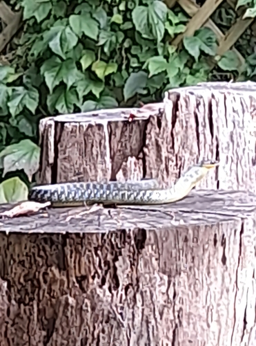 Common Tree Snake sighting