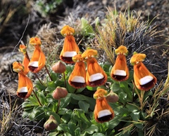 Calceolaria uniflora