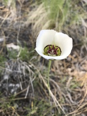 Calochortus ambiguus