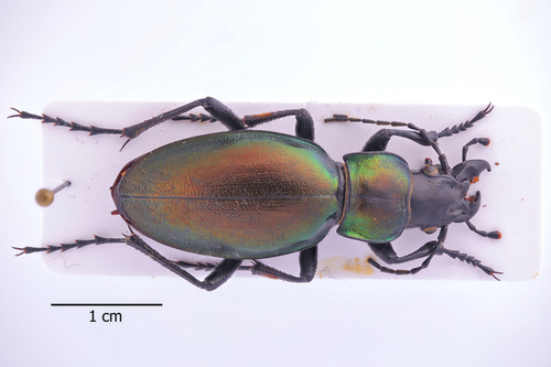 Carabus robustus
