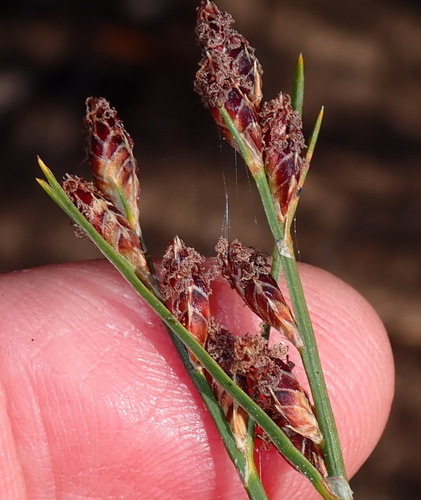 Image of Ficinia secunda by (c) Nicola van Berkel, some rights reserved (CC BY-SA)