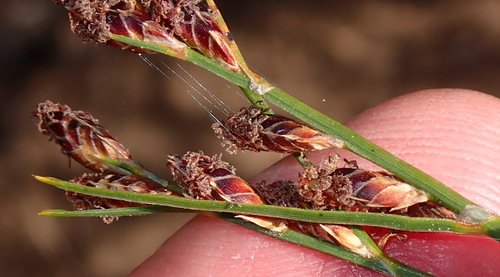 Image of Ficinia secunda by (c) Nicola van Berkel, some rights reserved (CC BY-SA)