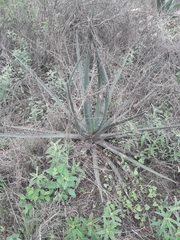 Agave albomarginata