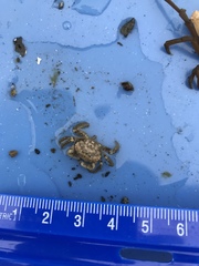 Lophopanopeus bellus