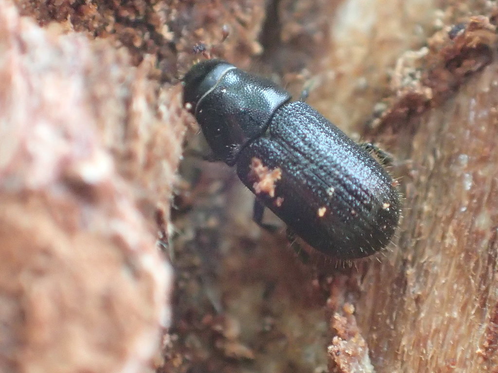 Spruce Bark Beetle