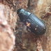 Spruce Bark Beetle - Photo (c) Matt Bowser, some rights reserved (CC BY), uploaded by Matt Bowser