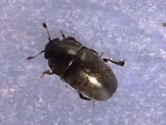 Meligethes viridescens