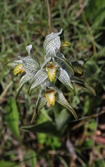 Chloraea magellanica