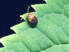 Prionocyphon discoideus