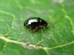 Aphthona