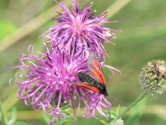 Zygaena osterodensis