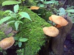 Marasmius cladophyllus
