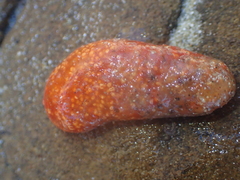 Aplidium benhami