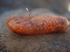 Aplidium benhami