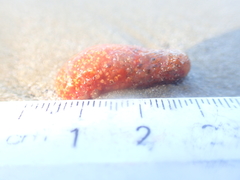 Aplidium benhami