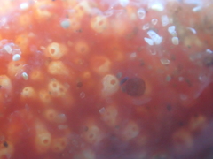 Aplidium benhami