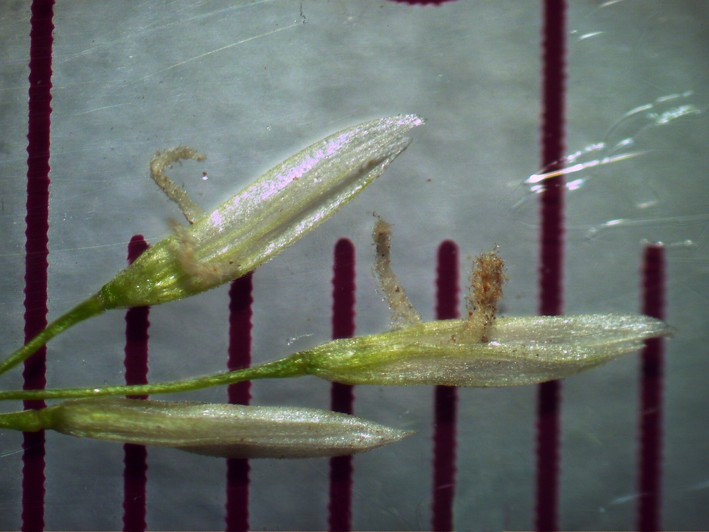 Potamophila