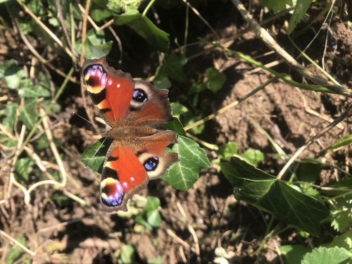 Aglais io