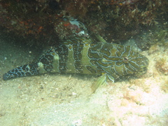Cirrhitus rivulatus