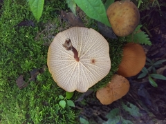 Marasmius cladophyllus
