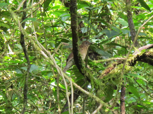 Turdus obsoletus