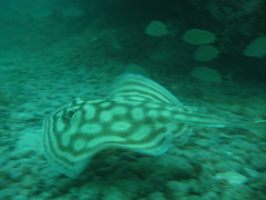 Urobatis concentricus