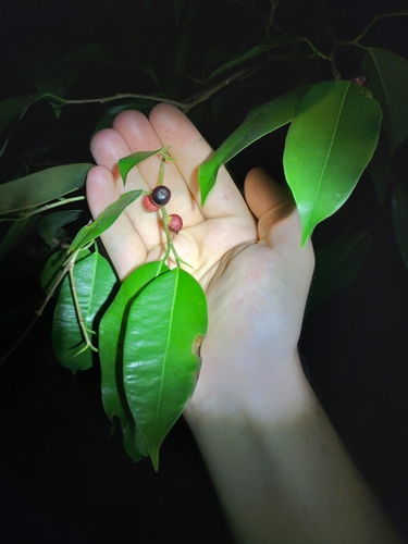 Image of Ficus benjamina by (c) Matthew Borella, some rights reserved (CC BY)