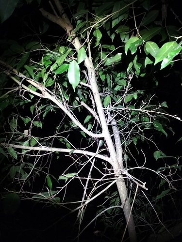 Image of Ficus benjamina by (c) Matthew Borella, some rights reserved (CC BY)