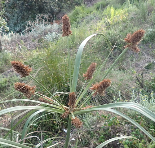 Image of Cyperus thunbergii by (c) Nicola van Berkel, some rights reserved (CC BY-SA)