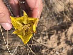 Calochortus weedii weedii