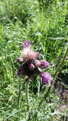 Cirsium palustre