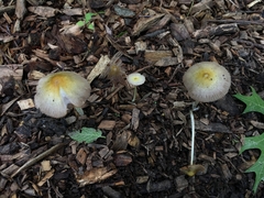 Bolbitius variicolor