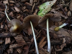 Bolbitius variicolor