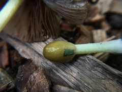 Bolbitius variicolor