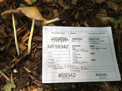 Bolbitius variicolor